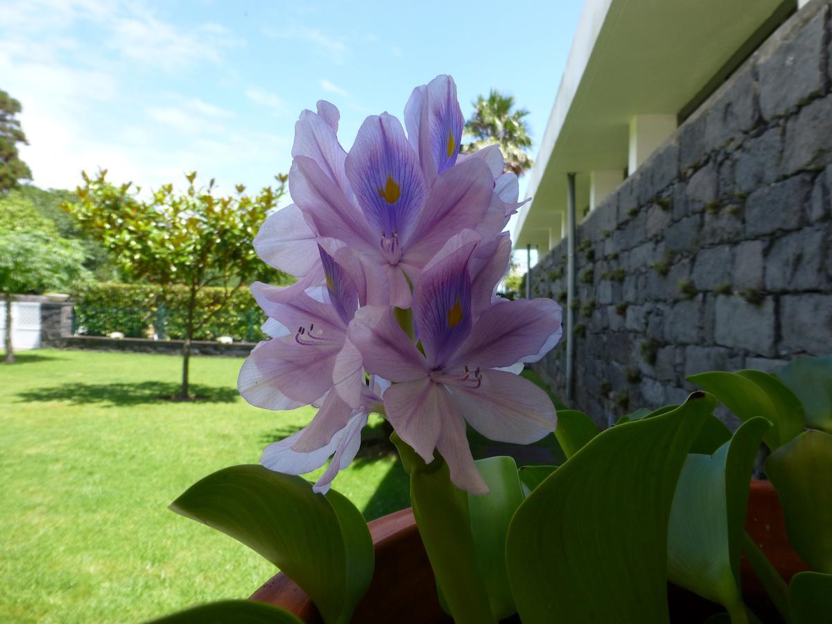 Quinta do Vale Horta (Azores) Exterior foto